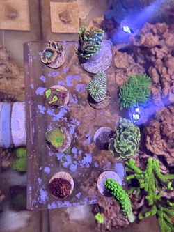 Coral frags