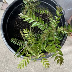 Fresh Healthy Curry Plant 🪴 