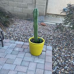 Mexican Fencepost Cactus