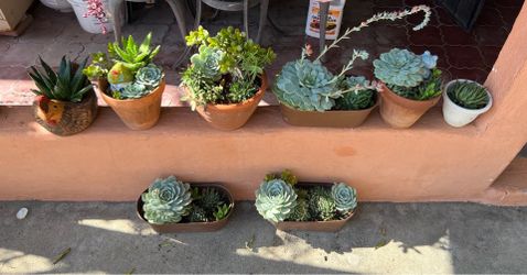 Plants 🪴