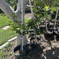 Limon verde sin Camilla