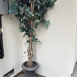 Plant with a vase - 7 feet