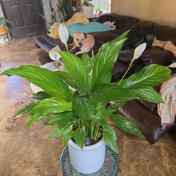 Lovely Peace Lilly Plant In  New 7in Ceramic Pot 