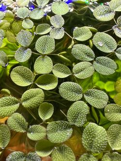 Salvinia Minima