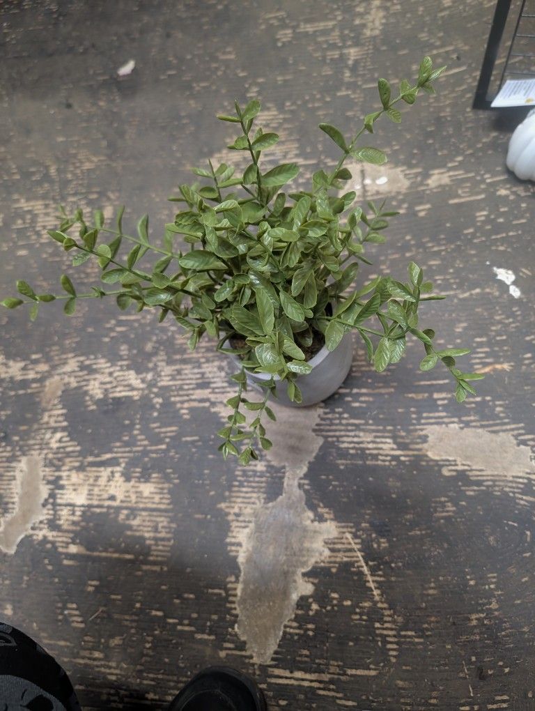 Decor Plant
