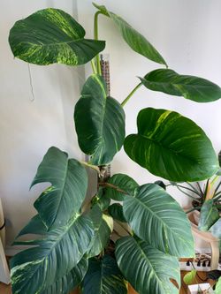 6 ft Golden Pothos on a moss pole