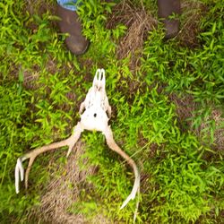 Deer Skull With Antlers For Anyone Who Would Be Interested In This  C