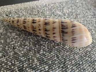 Beautiful Shell Home Decor 