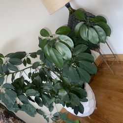 Dwarf Umbrella Tree. Beautiful Come With The Vase. Indoor Plant