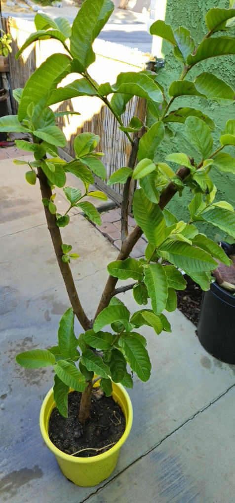 Guava Tree