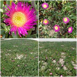 Ice Plant Carpobrotus (Sea Fig)