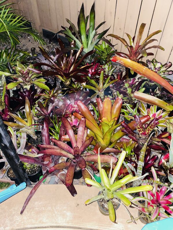 Bromeliads and more plants for Sale in Oceanside, CA OfferUp