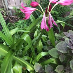 Big Pink Spider Lily Plants 3 Gallon Fully Grown