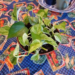 Golden Pothos Plant 🪴