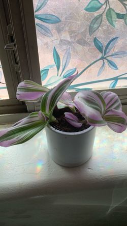 2 plants for sale as bundle