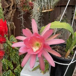 Epiphyllum Orchid Cactus.  Pink Color