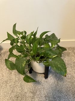 Live Indoor Pothos Plant With White Ceramic Planter And Black Wooden holder 