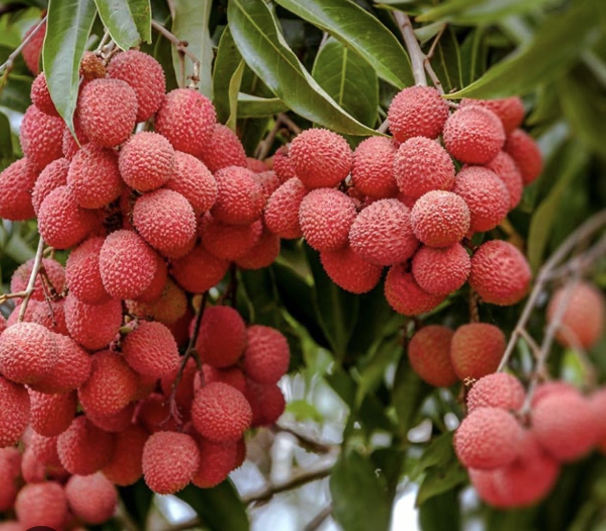 Sweetheart Lychees 