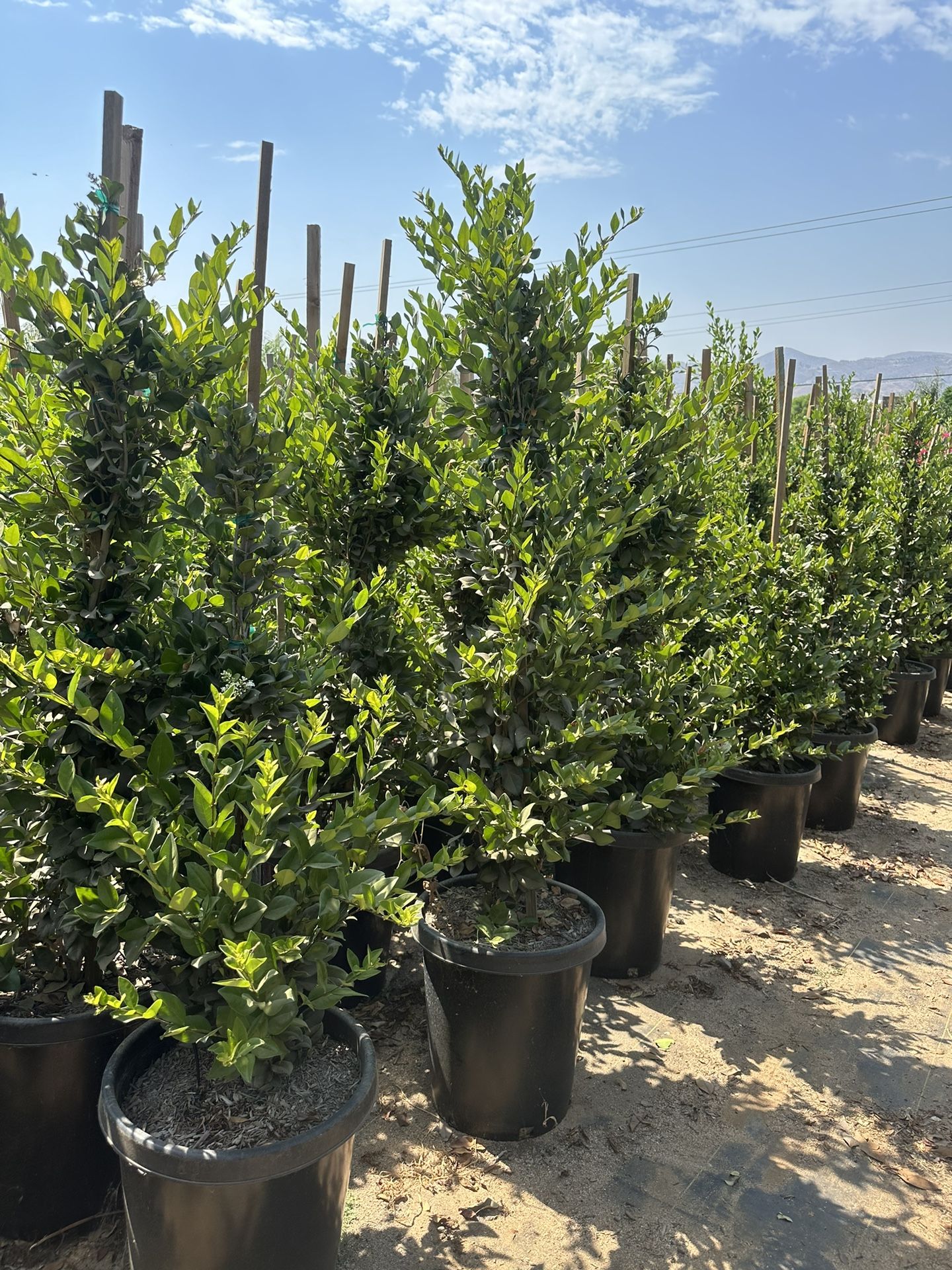 Ligustrum japonicum, Waxleaf Privet Hedges plant, 15gal
