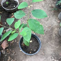 Cherimoya Plants 