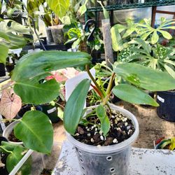 Philodendron Jopeii