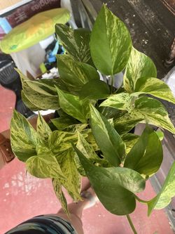 House Plant