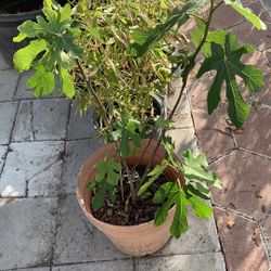Fig Tree Plant