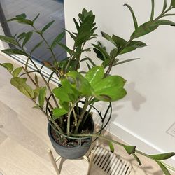 Live Plant With Pot And Golden Stand