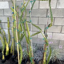 Mature Dragon Fruit plants (sweet red flesh)