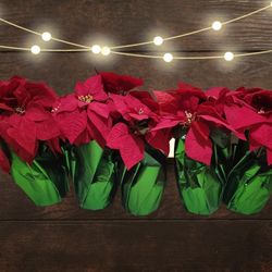 Set of 5 Poinsettas 