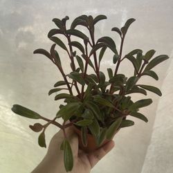4” Peperomia Ruby Glow 