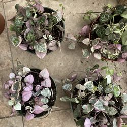 Variegated String Of Hearts ð 4â Pot Plant, Long String, Big Leaves ð, $40 Each