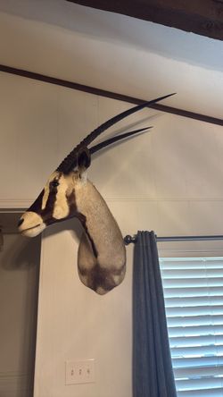 South African oryx Mount