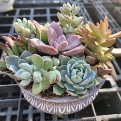 Order Your Mother's Day Succulent Gift 🎁