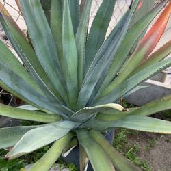 Drought Tolerant Plants $35