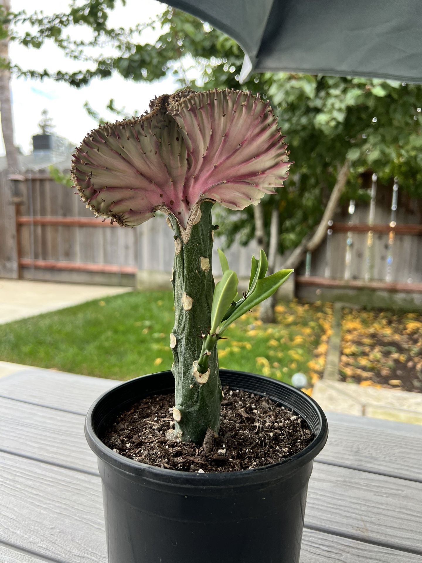 Mermaid Tail Succulent 