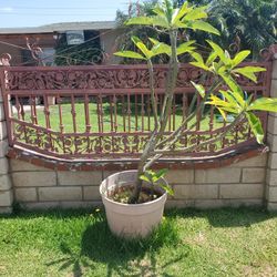 2 Plumeria Alba Plants 