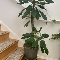 Euphorbia Leuconeura Home Plant