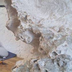 Fossil Coral Acuplturw