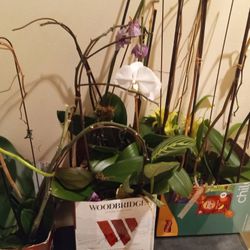 Orchids white+purple,box of 15