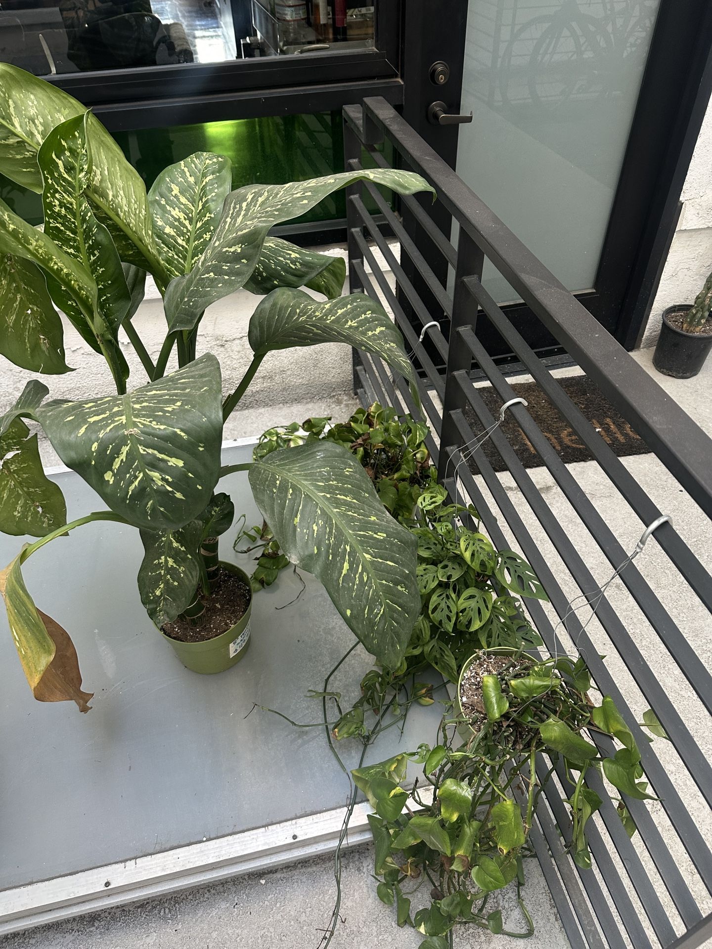Bundle Of 4 Plants