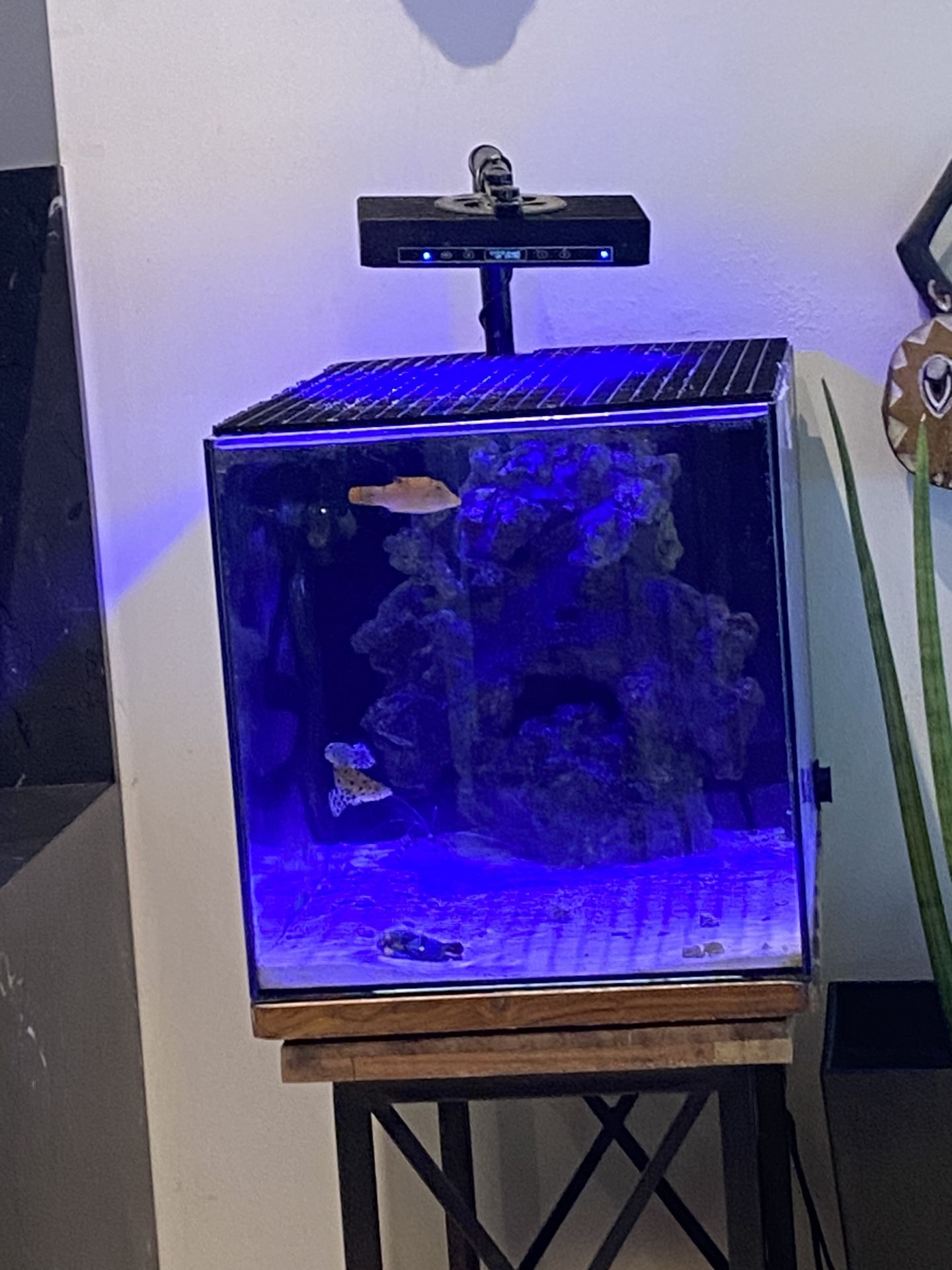 Salt Water Fish Tank