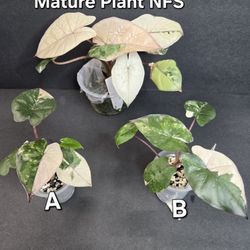 Alocasia Yucatan Pink Princess 
