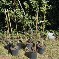 Potted Trees 