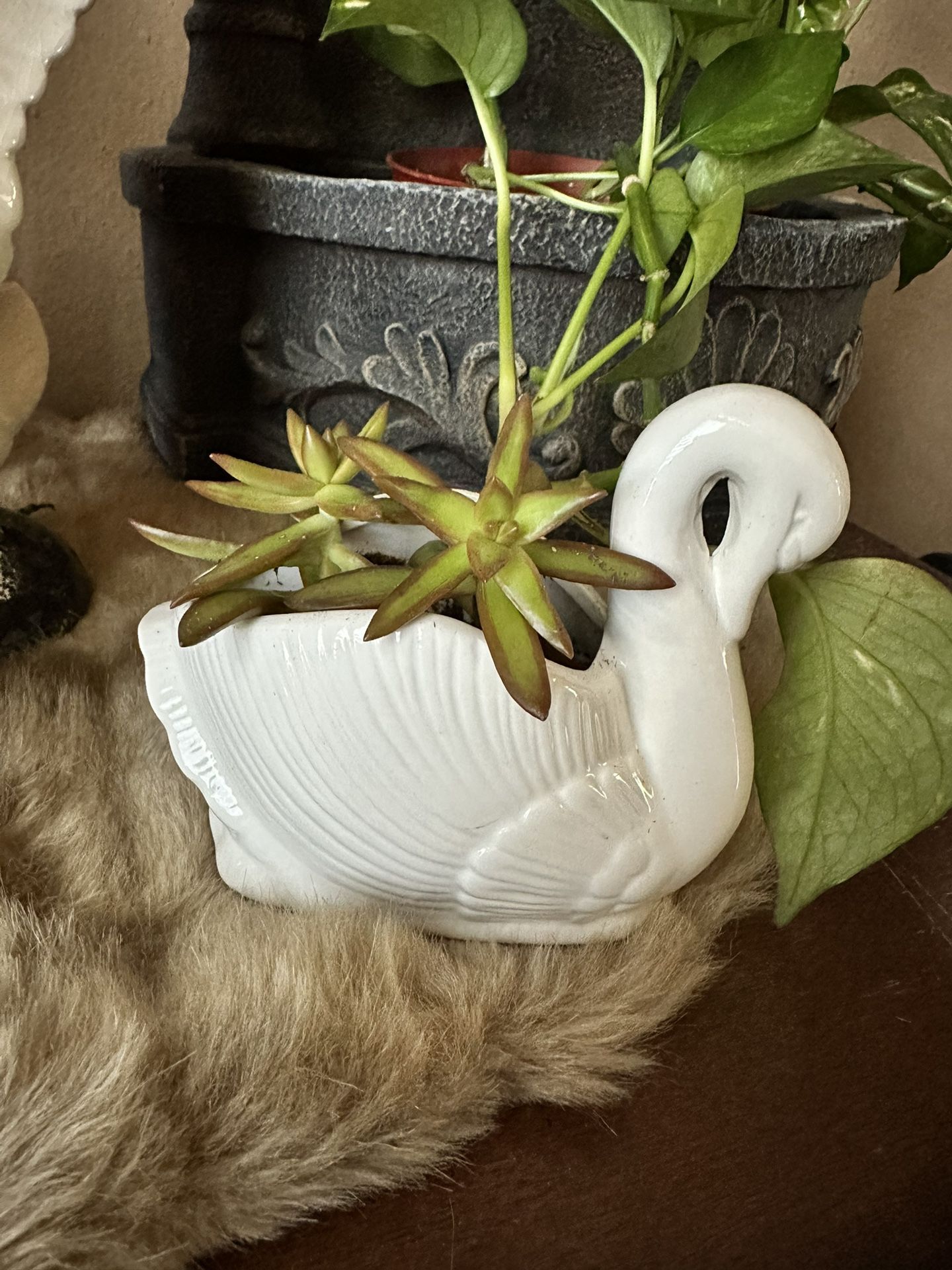 Swan 🦢 With Succulent