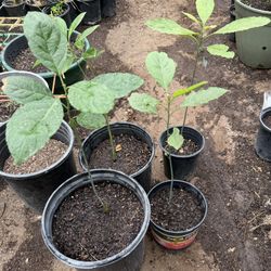 Hass Avocado Trees in 5g and a Gallon $30 Each