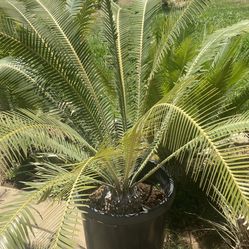 Dioon Merolae Golden