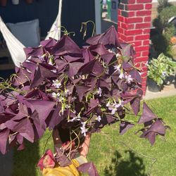 Purple Oxalis