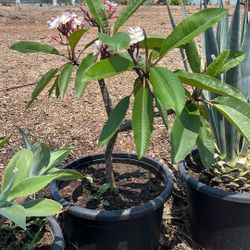 Plumeria