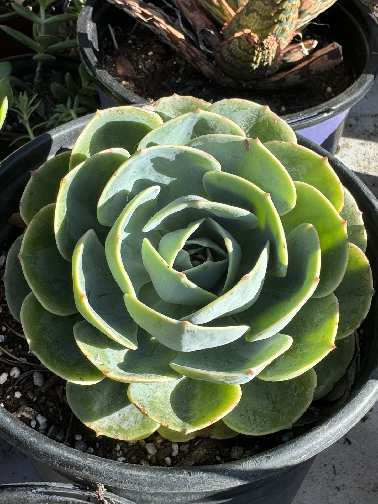 Succulent’s Plants 4”pot 